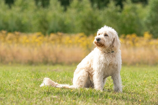 Labradoodle dog sits on the grass, yellow flowers and reeds in the background. The white dog with curly hair is sitting in the sun