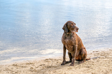 Detailed German Short haired Pointer, GSP dog sits on the beach of a lake during a summer day. He stares into the distance, in side view, water in the background