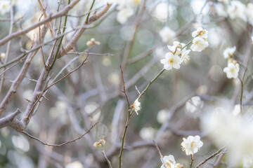 満開の白い梅の花