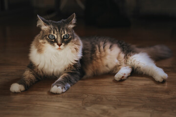 Fototapeta na wymiar A gray striped cat with blue eyes is lying on the floor. International Cat Day
