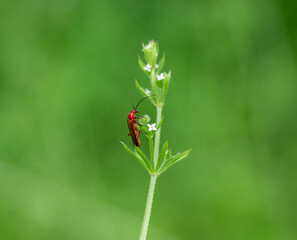 a red beetle on the green grass