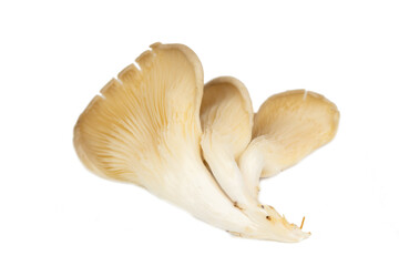 Fototapeta premium fresh oyster mushroom (Pleurotus ostreatus )