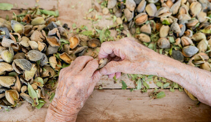old woman's hands gathering almonds