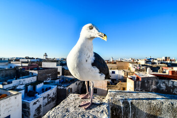 seagull on post, photo as background