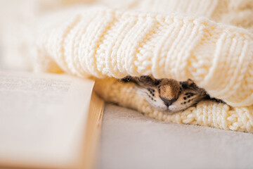 sleeping kitten's nose sticks out from under warm knitted sweater, book lies next to it on the bed, soft focus.