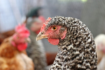 Chickens on a farm, poultry concept. Portrait of speckled hen in a coop