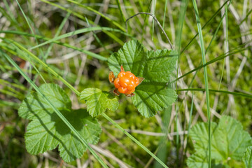 Wild cloudberry in a swamp on a bush