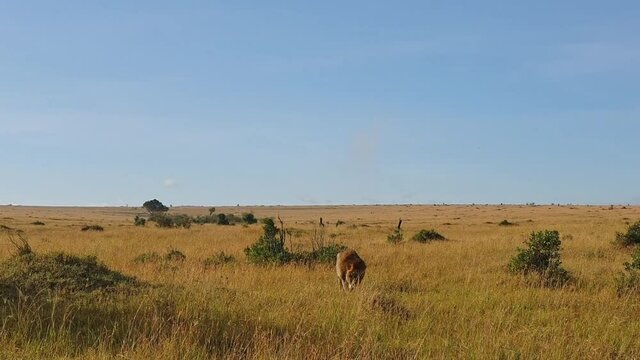 Lion walking in the Savannah