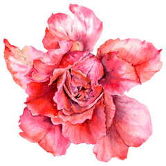 Rose watercolor illustration.