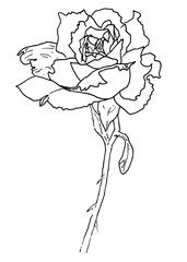 Rose outline illustration.