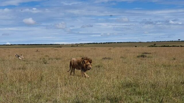 Lion walks in the Savannah