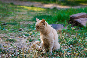 Naklejka na ściany i meble Beautiful pictures of colorful cats on the green grass. Pets.