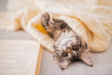 Maine Coon kitten lies on a book under knitted sweater in cozy atmosphere