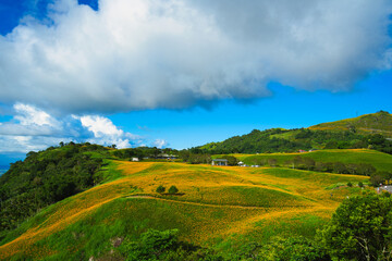 Wild Orange Daylily flowers bloom all over the mountains and fields.