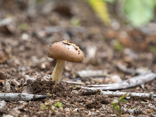 Brown Mushroom Fungi in Woodland