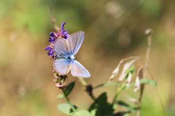 Common blue butterfly on flower close up. Polyommatus icarus on green meadow, beauty of nature