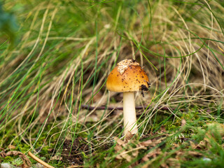 Tawny Grisette Mushroom Fungi in Woodland