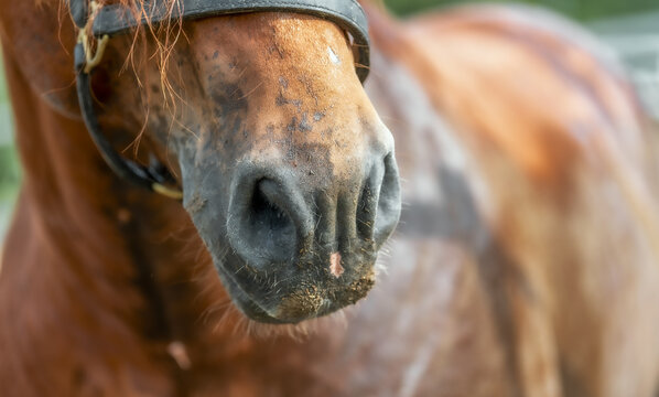 horse   nostrils