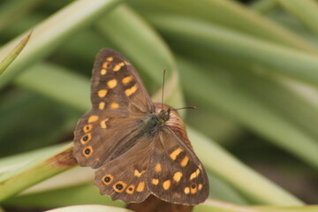 butterfly on leaf