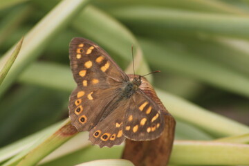 butterfly on leaf