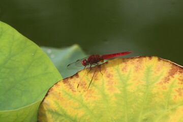 dragonfly on a leaf
