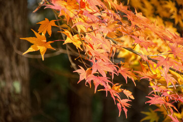 Japanese maple trees in autumn