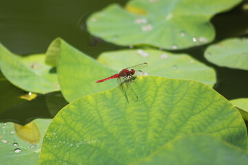 dragonfly on a leaf