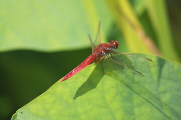 dragonfly on a leaf