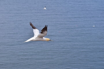 Fototapeta na wymiar Northern gannet in flight in the sky above the sea