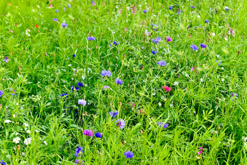 Field of flowers, England, UK