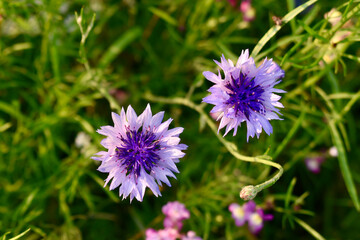 Closeup of two violet cornflowers, England, UK