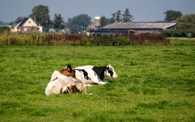Naklejka na ściany i meble Cows graze in a field. Green grass background with copy space. Domestic animal photo. Dutch countryside landscape. 