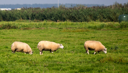 Naklejka na ściany i meble Farm animals in a field. Dutch nature photo. 