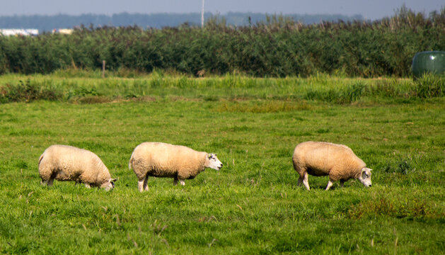 Farm animals in a field. Dutch nature photo. 