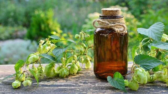 Aromatic or essential oil in a bottle with fresh hop cones on a wooden table оn the background of the garden