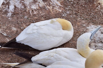 Northern gannet sleeping on a red rock