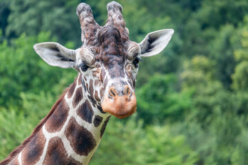 portrait of a giraffe - giraffe head, front view, green trees in the background