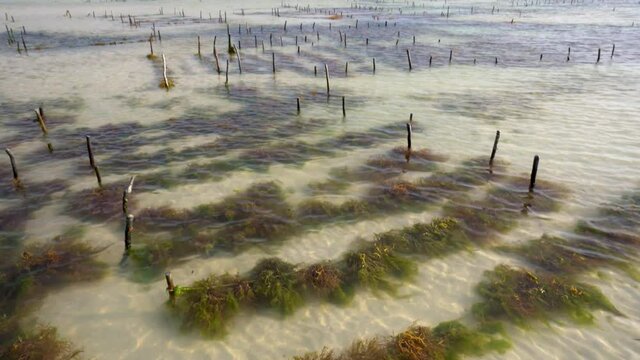 Seaweed farming in Paje beach, east Zanzibar