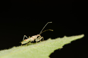 Tiny assassin bug in its habitat host tree. Assassin Bug Nymph. Usually motionless and ambush predator, sriking its prey with lightning speed and accuracy.