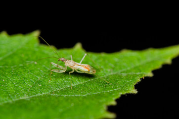 Tiny assassin bug in its habitat host tree. Assassin Bug Nymph. Usually motionless and ambush predator, sriking its prey with lightning speed and accuracy.