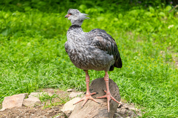 Southern screamer - big water bird, standing on a lying tree trunk