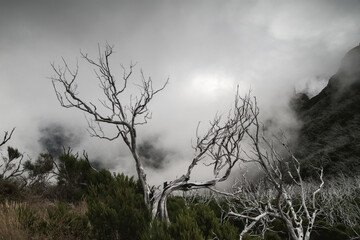fog in the forest