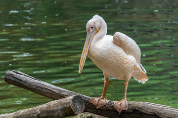 Great white pelican - water bird standing on a log on the bank of a river