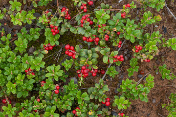 Cowberry on the ground