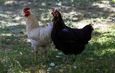 range chicken on the grass
