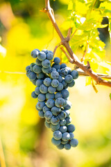 Ripe grapevines on branch, Friuli Venezia Giulia region, harvest season 