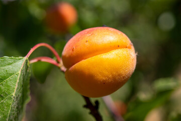 apricots on a branch