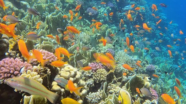 This is a royalty free 4 k  video coral reef coral fish red sea egypt mars alam underwater sea diving coral underwater panorama. GoPro 9 black camera.