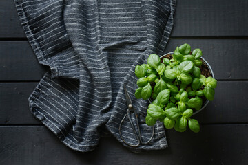 Basil plant on black wood table
