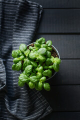 Basil plant on black wood table